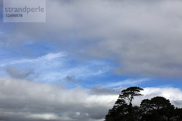 Ein Baum außerhalb der Stadt Killarney am Rande des Ring of Kerry zeichnet sich als Silhouette gegen einen blauen Wolkenhimmel ab.