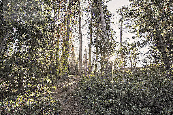 Bäume entlang des Pfades am Inspiration Point im Yosemite National Park  Kalifornien