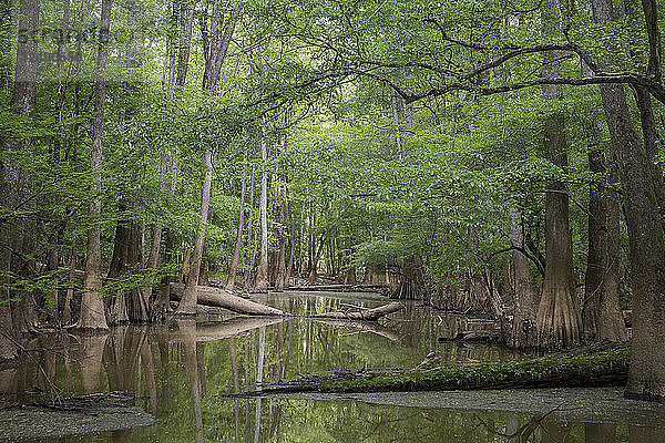 Zypressenausläufer entlang des Cedar Creek im Congaree National Park in der Nähe von Columbia  South Carolina.