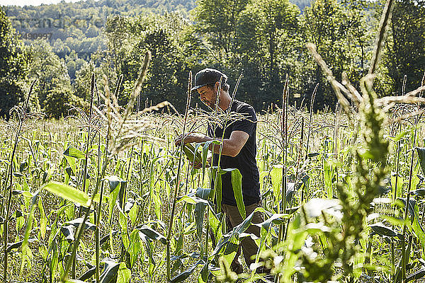 Ein Landwirt pflückt Mais auf seinem Bio-Bauernhof