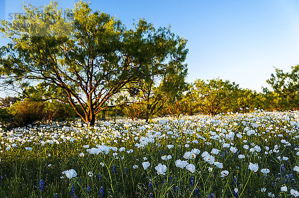 Ein Feld mit texanischen Wildblumen mit einer einheimischen Eiche im Hintergrund.