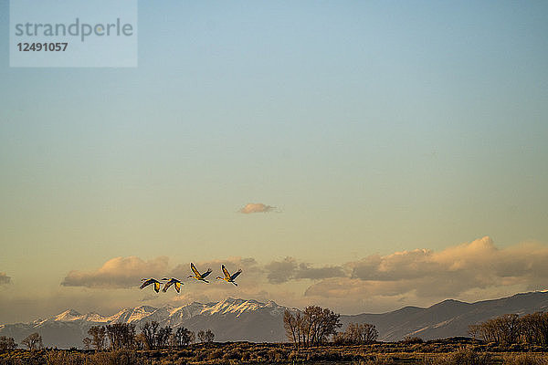Sandhügelkraniche fliegen bei Sonnenuntergang während der jährlichen Sandhügelkranichwanderung in Colorado