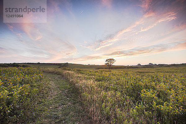 Die Felder von Golden Rod in Rodmans Hollow im Spätsommer