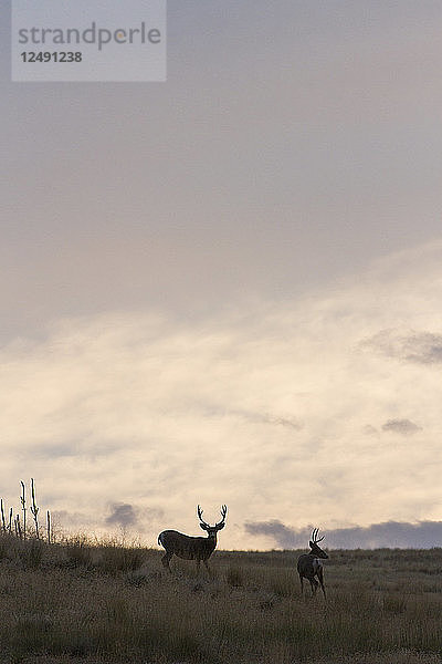 Zwei Weißwedelhirsche jagen sich gegenseitig in den Saphire Mountains von Montana