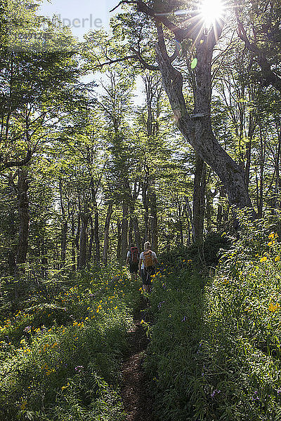 Wanderer auf einem Pfad durch Wildblumen und sonnenbeschienenen Wald