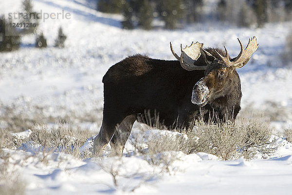 Ein Elchbulle hält im Winter im Grand Teton National Park  Wyoming  im Schnee inne.