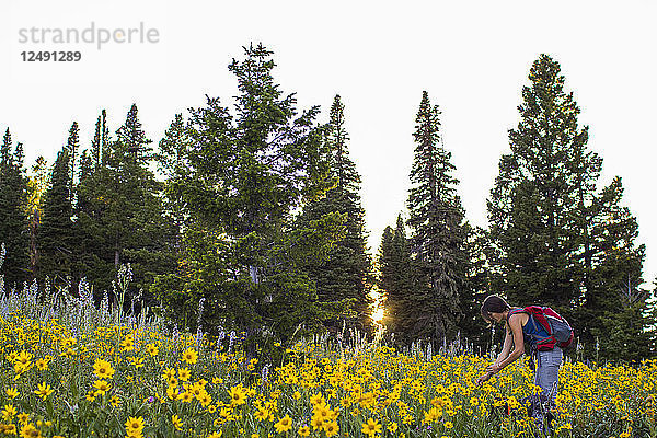 Frau pflückt ein Bündel Wildblumen auf einer Bergwiese im Hinterland von Montana