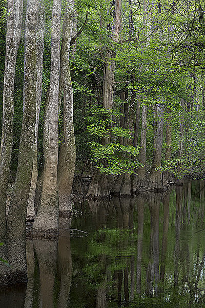 Zypressenausläufer entlang des Cedar Creek im Congaree National Park in der Nähe von Columbia  South Carolina.