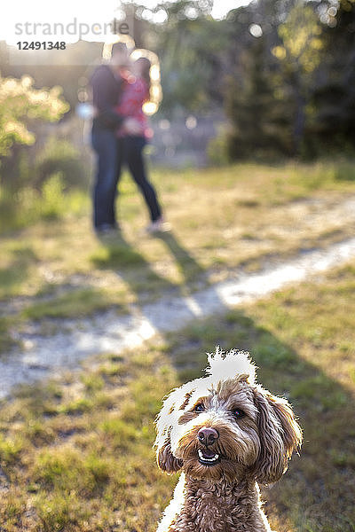 Nahaufnahme eines Hundes mit einem küssenden Ehepaar im Hintergrund