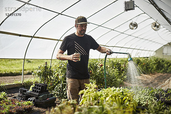 Ein Landwirt bewässert Pflanzen in seinem Gewächshaus