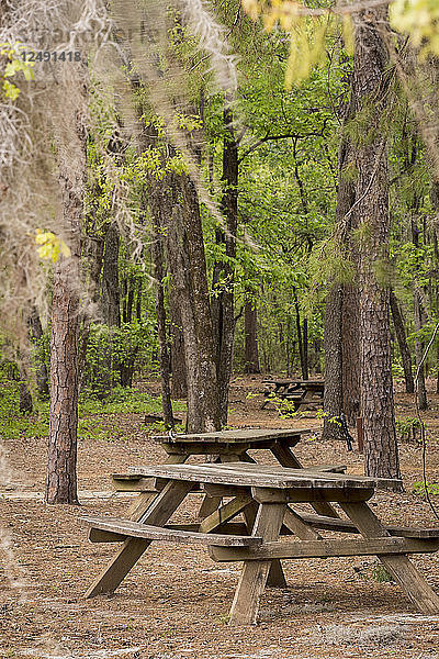 Spanisches Moos hängt über einem Picknickplatz im Poinsett State Park in South Carolina