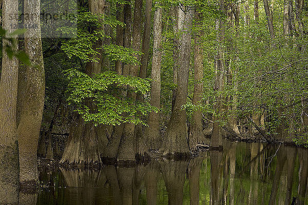 Zypressenausläufer entlang des Cedar Creek im Congaree National Park in der Nähe von Columbia  South Carolina.