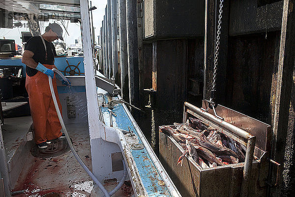 Fischer reinigt Boot beim Entladen eines Containers mit Dornhai