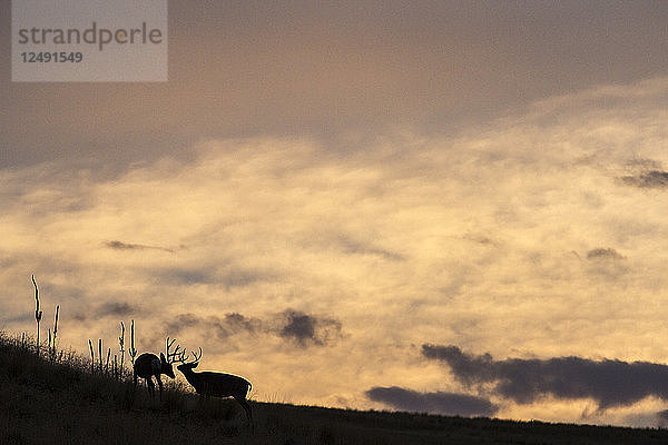 Zwei Weißwedelhirsche jagen sich gegenseitig in den Saphire Mountains von Montana