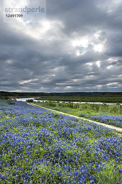 Ein Feld mit Texas Bluebonnet-Wildblumen mit einer unbefestigten Straße und einem Fluss im Hintergrund.