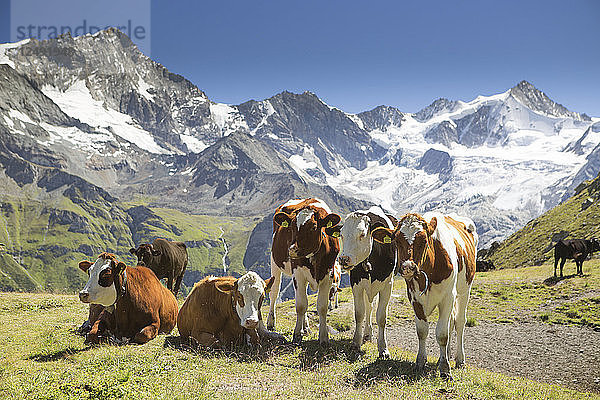 Eine Herde Alpenkühe weidet in den Bergen