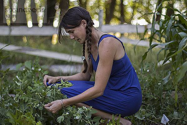 Eine Frau pflückt im Sommer frische Erbsen aus ihrem Garten in Montana.