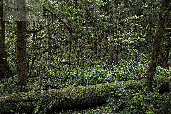 Die Aufnahme entstand auf dem Weg zu den Marymere Falls in der Nähe des Sol Duc-Abschnitts des Olympic National Park in Washington. Das Bild zeigt einen Teil des dichten Bewuchses.