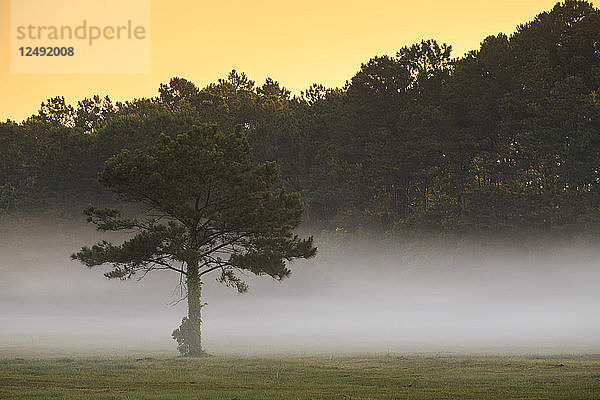 Ein einsamer Baum  umgeben von Nebel in North Carolina  USA