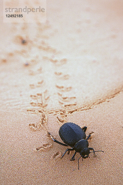 Käfer im Wüstensand  Tunesien  Wüste Sahara