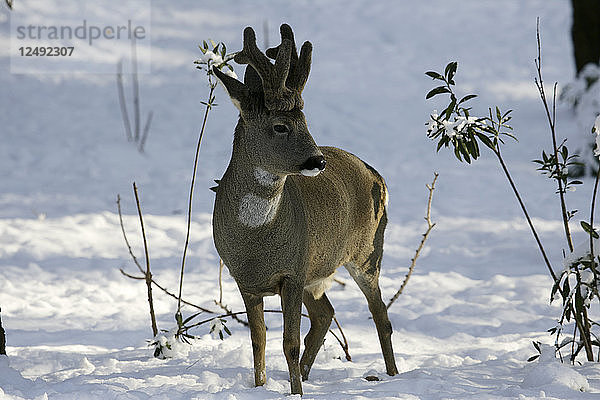 Europäisches Rehwild (Capreolus capreolus). Bock frisst Lindenblätter