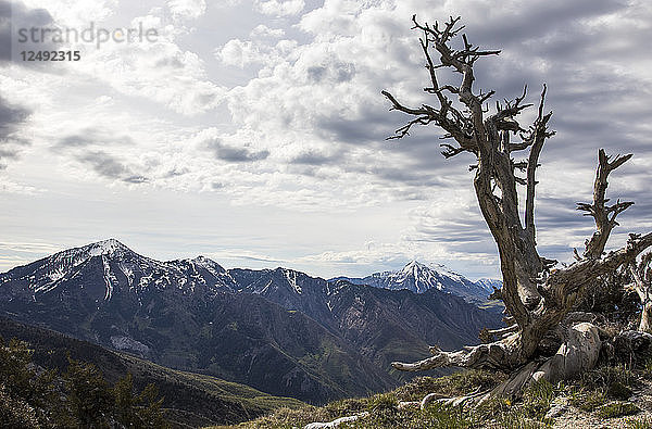 Ein dürrer  toter Baum steht auf einem Bergrücken vor den fernen Bergen.