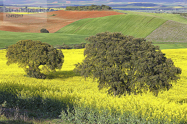 Wachsendes Rapsfeld im Frühjahr