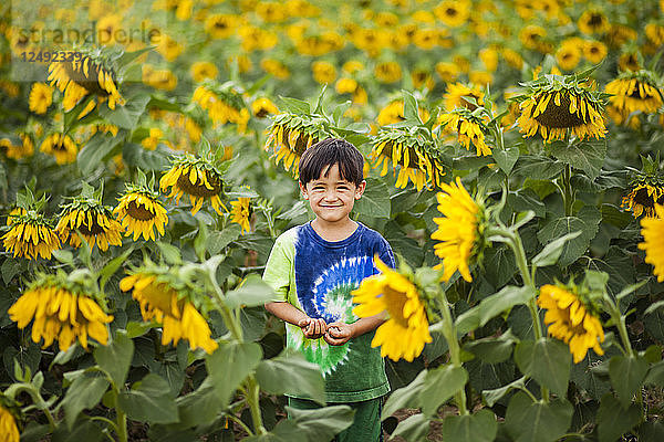 Ein vierjähriger japanisch-amerikanischer Junge steht in einem bunten Hemd inmitten eines Sonnenblumenfeldes.