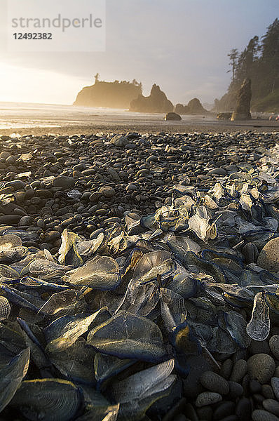 Tote Windsegelquallen  die am Strand von Ruby Beach im Olympic National Park  Klaloch  Washington  angespült wurden.