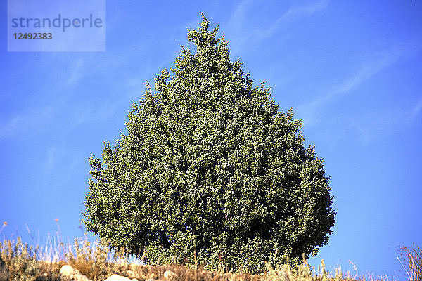 Gewöhnlicher Wacholder  Laub und Beeren (Juniperus Comunis) im Naturpark Alto Tajo. Guadalajara. Spanien