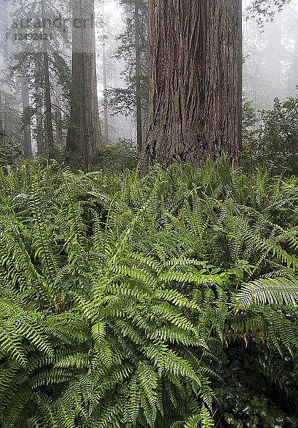 Grüne Farne wachsen in einem Regenwald in Kalifornien.
