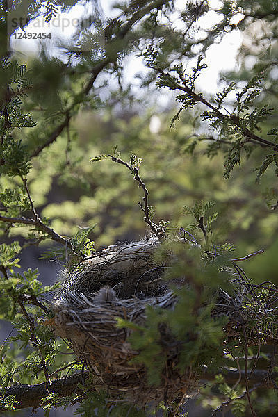 Das leere Nest sitzt im dornigen Baum