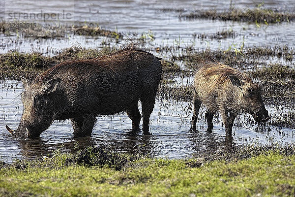 Warzenschwein (Phacochoerus africanus)  Moremi  Okavango-Delta  Botsuana  Afrika