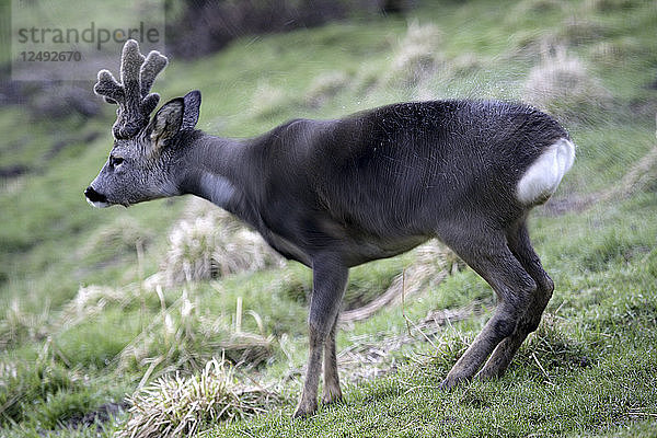 Europäisches Rehwild (Capreolus capreolus). Bock frisst Lindenblätter