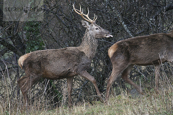 Rothirsch  Cervus elaphus  im Nationalpark Monfrag?ºe  extremadura  caceres  spanien