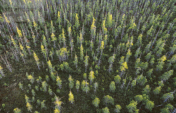 High Angle View Of Boreal Forest In Adirondack Park
