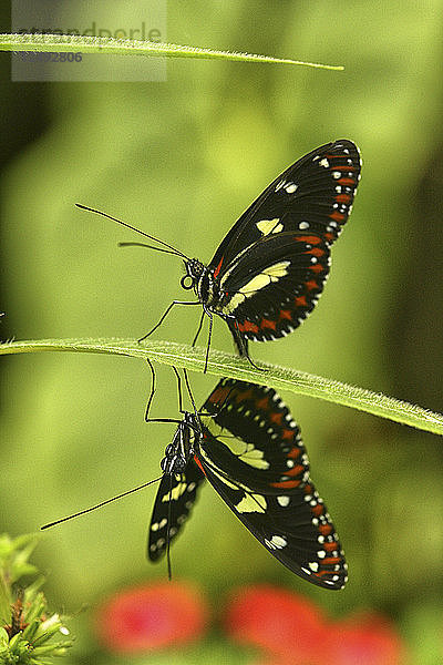 Ein Schmetterling sitzt auf einem Blatt in Ecuador.