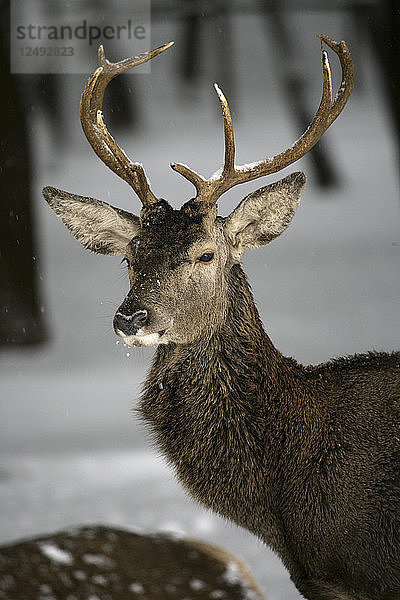 Rothirsch  Cervus elaphus  im Nationalpark Monfrag?ºe  extremadura  caceres  spanien