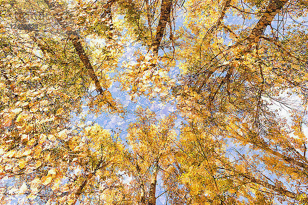 Reflexion des Himmels und der Bäume mit Herbstblättern auf Regenwasser