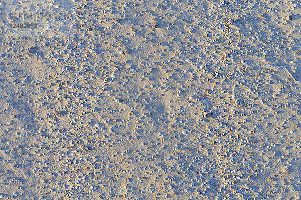 High Angle View Of Seashells In Dunes Of Corralejo  Kanarische Inseln  Spanien