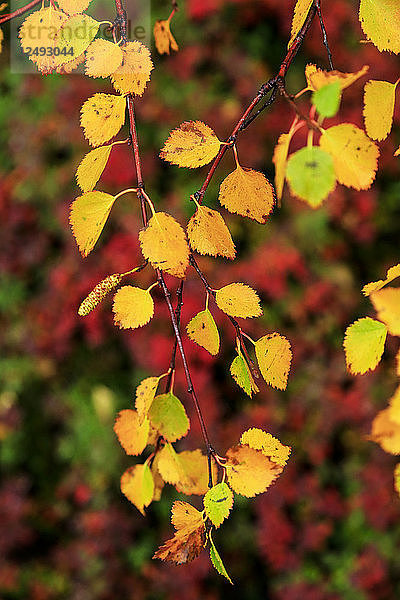 Gelbe Birkenblätter inmitten des Herbstlaubs in der Region Myvatn  Island