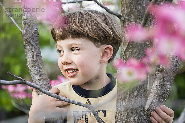 Kleiner Junge lächelt beim Klettern auf einen Hartriegelbaum im Frühling  Chico  Kalifornien.