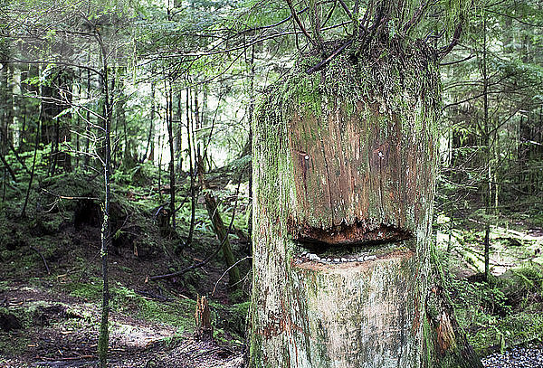 Ein alter Baumstumpf wird in einem grünen Wald in Vancouver zu einem Gesicht geformt.