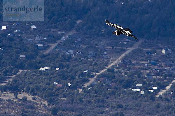 Ein Kondor fliegt hoch über den Anden an einem sonnigen Tag in Bariloche  Argentinien