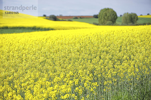 Wachsendes Rapsfeld im Frühjahr