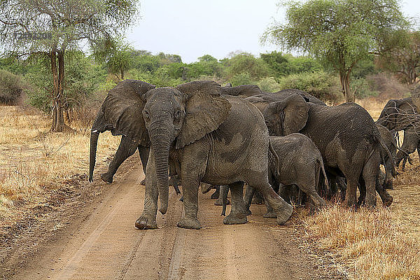 ELEFANT AFFRICANO