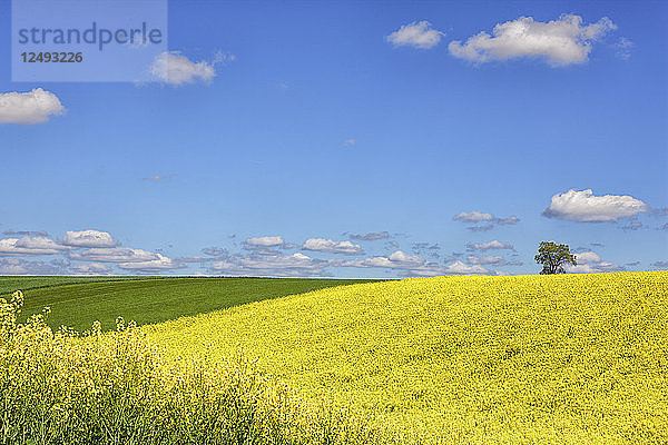 Wachsendes Rapsfeld im Frühjahr