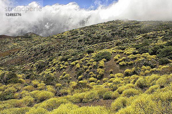 Blühende Frühlingsblumen in der Nähe von Spaniens höchstem Berg El Teide auf Teneriffa