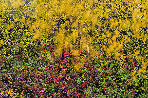 Blühende gelbe Birke inmitten des Herbstlaubs in der Region Myvatn  Island