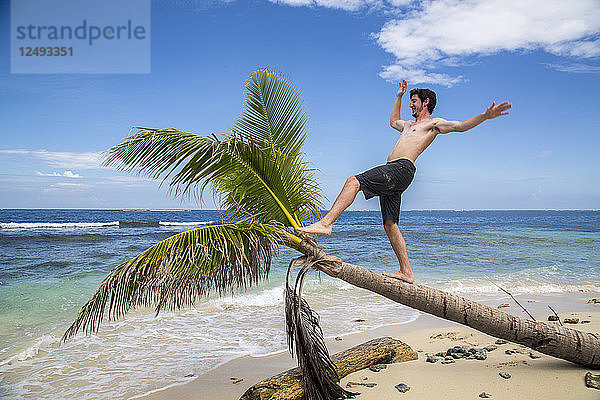 Ein junger Mann ohne Hemd albert auf einer krummen Palme auf einer kleinen Insel der San-Blas-Inseln  Panama  herum.